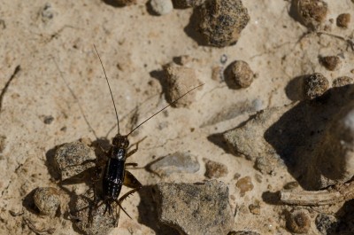 Photo de Costes Aurélien - 31/05/2015. CASTANET (12). Adulte (F)